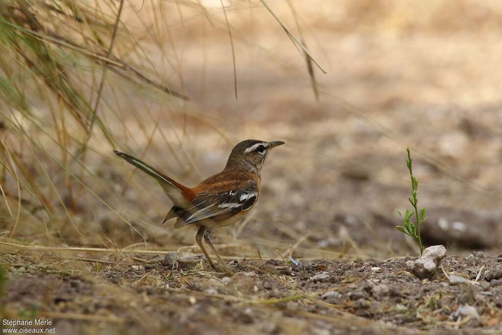 Agrobate à dos rouxadulte, habitat