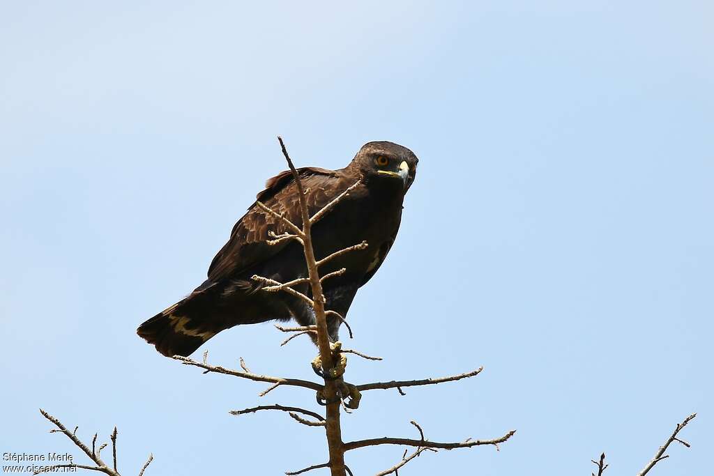 Aigle huppardadulte, habitat