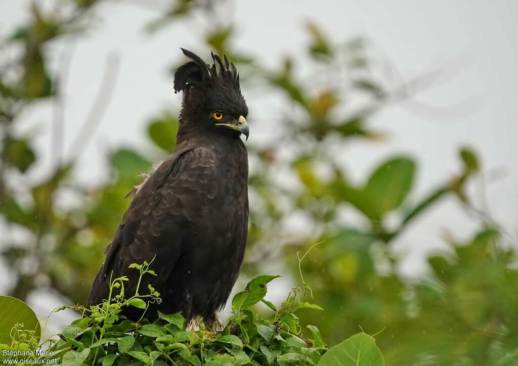 Aigle huppardadulte, identification