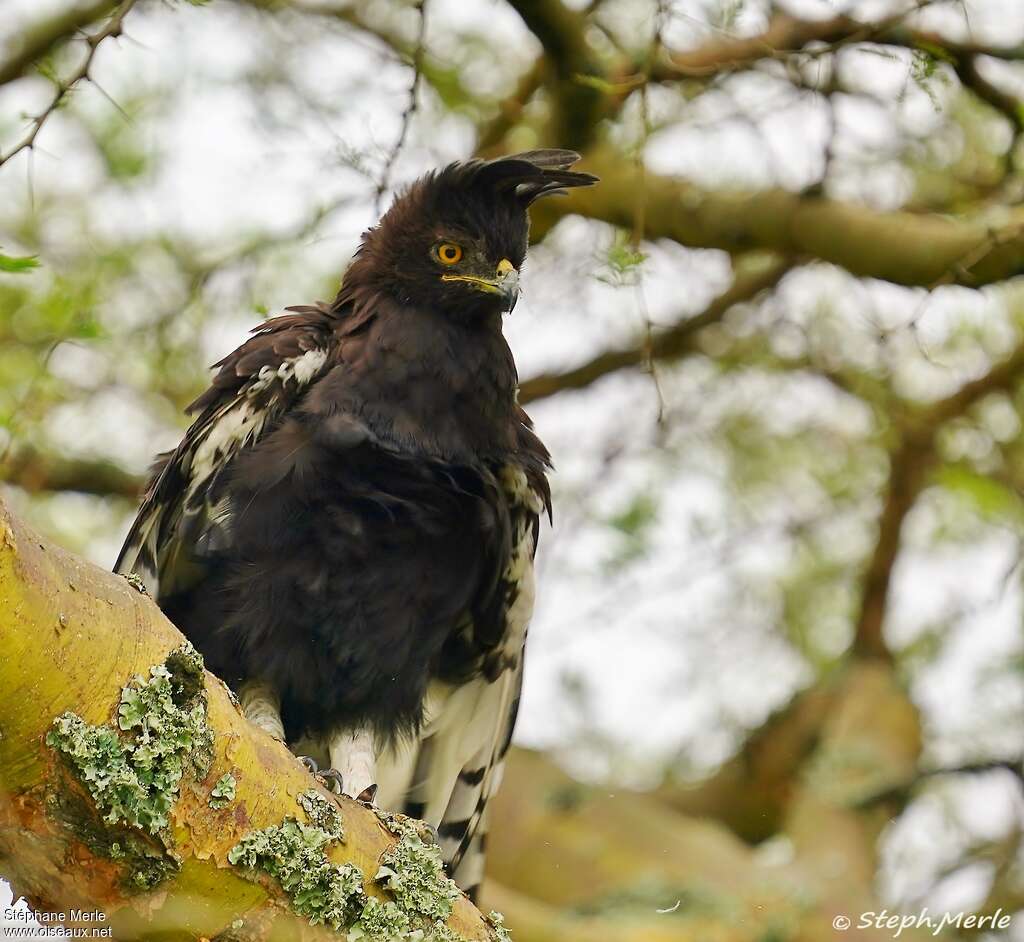 Aigle huppardadulte, identification