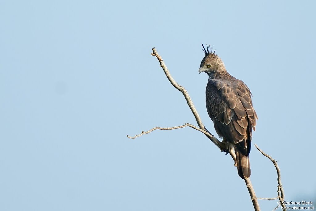 Aigle huppéadulte