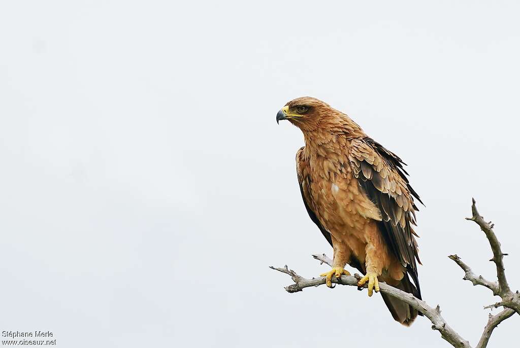 Tawny Eagleadult, identification