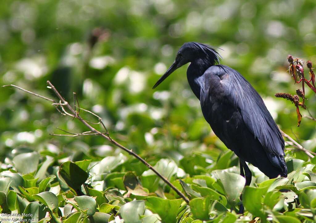 Aigrette ardoiséeadulte, habitat