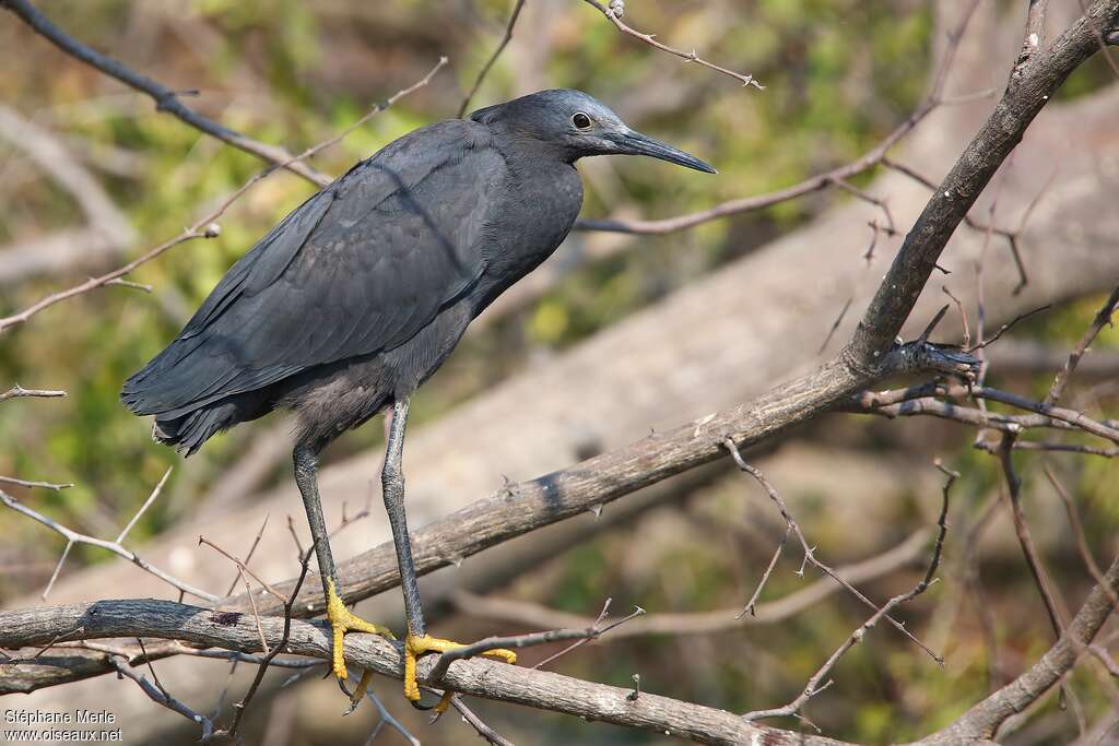 Black Heronadult, identification