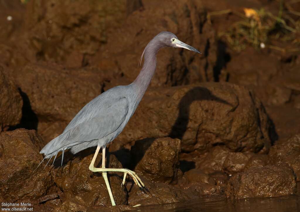 Aigrette bleueadulte internuptial, identification, marche