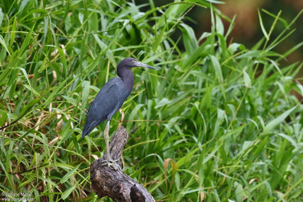 Aigrette bleueadulte internuptial, habitat