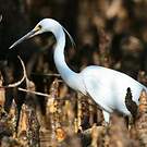 Aigrette dimorphe