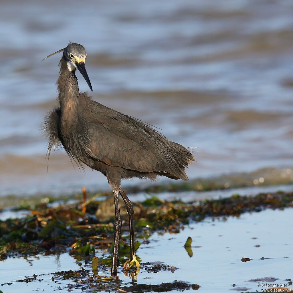Aigrette dimorphe