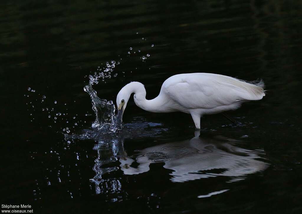 Aigrette garzetteadulte, pêche/chasse