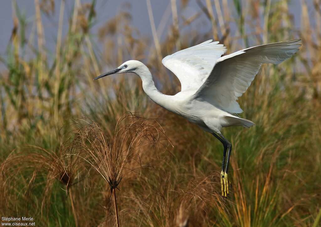 Little Egretadult, habitat, Flight