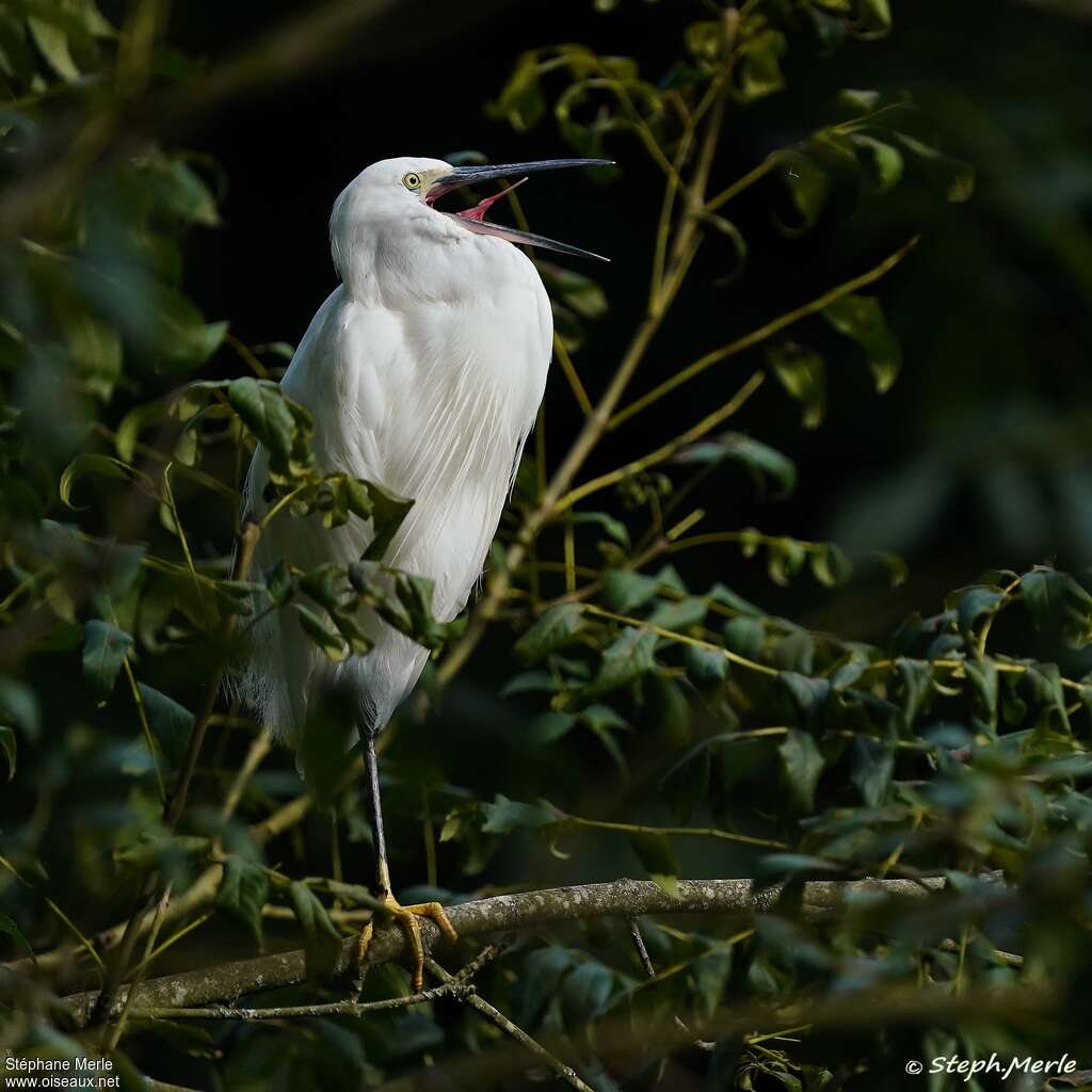 Little Egretadult, Behaviour