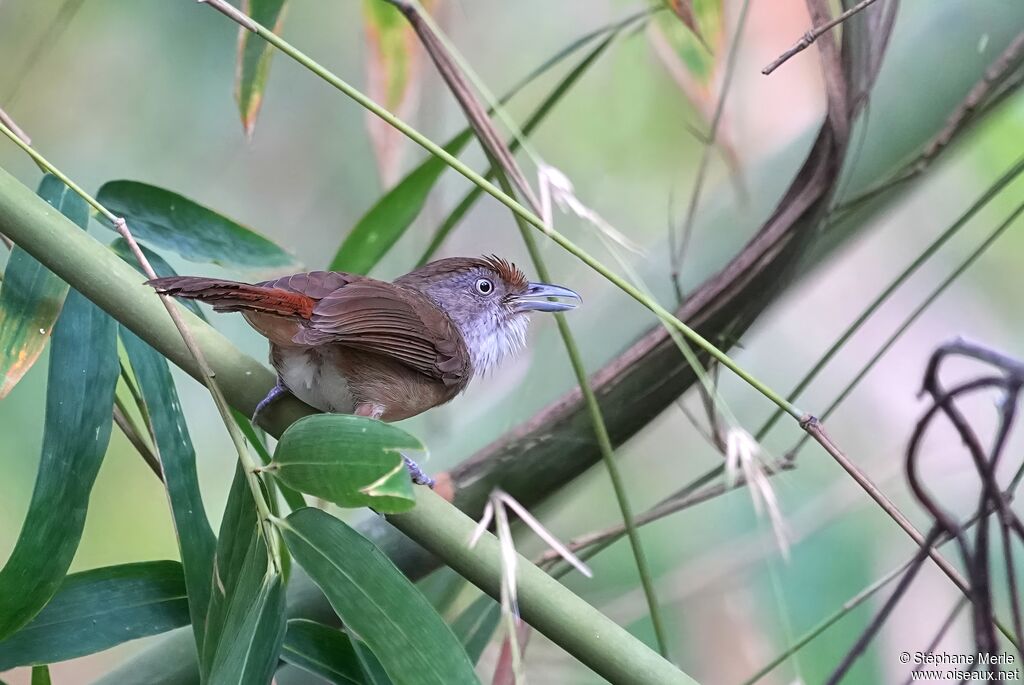 Akalat de Palawanadulte