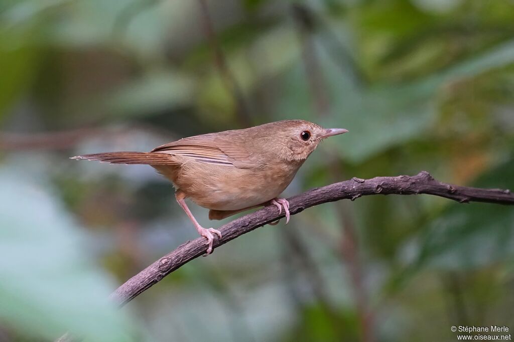 Buff-breasted Babbler