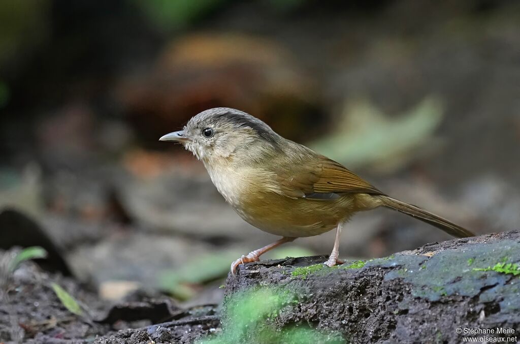 Alcippe à joues brunesadulte