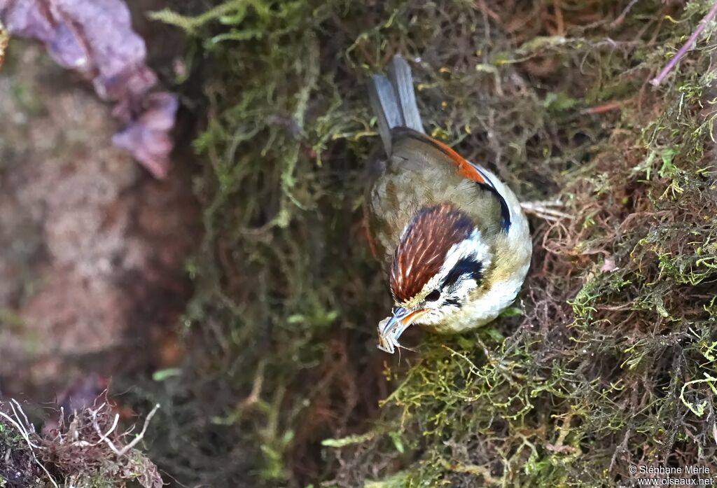 Alcippe à tête marronadulte