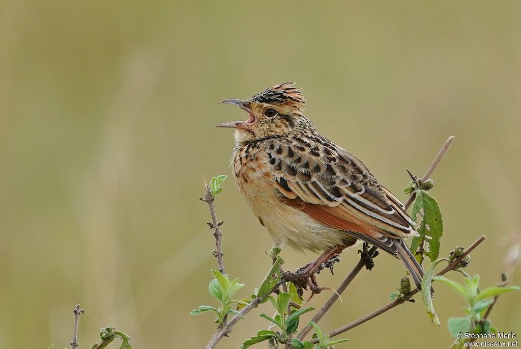 Rufous-naped Larkadult