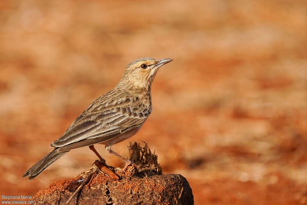Pink-breasted Larkadult, identification