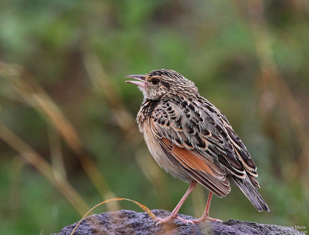 Sentinel Larkadult, song