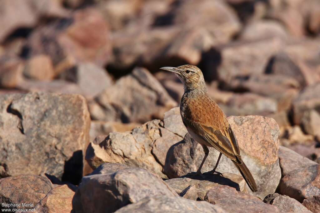Alouette du Namalandadulte, identification