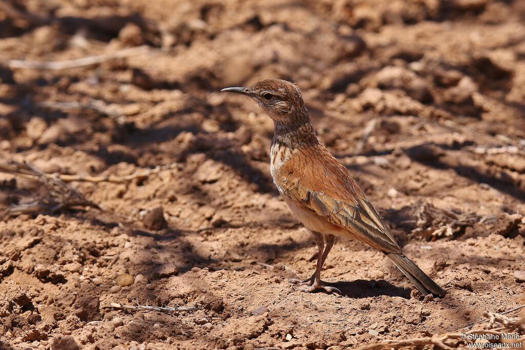 Karoo Long-billed Larkadult