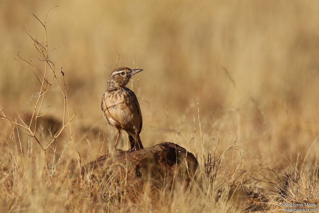 Sabota Lark