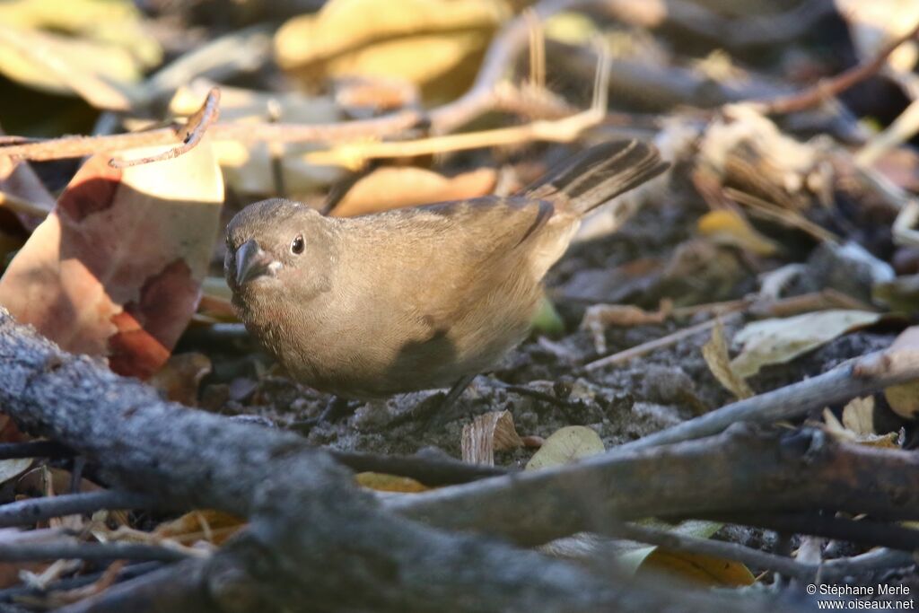 Amarante nitiduleimmature