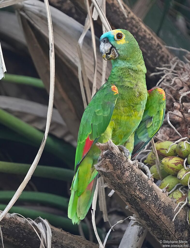 Turquoise-fronted Amazonadult