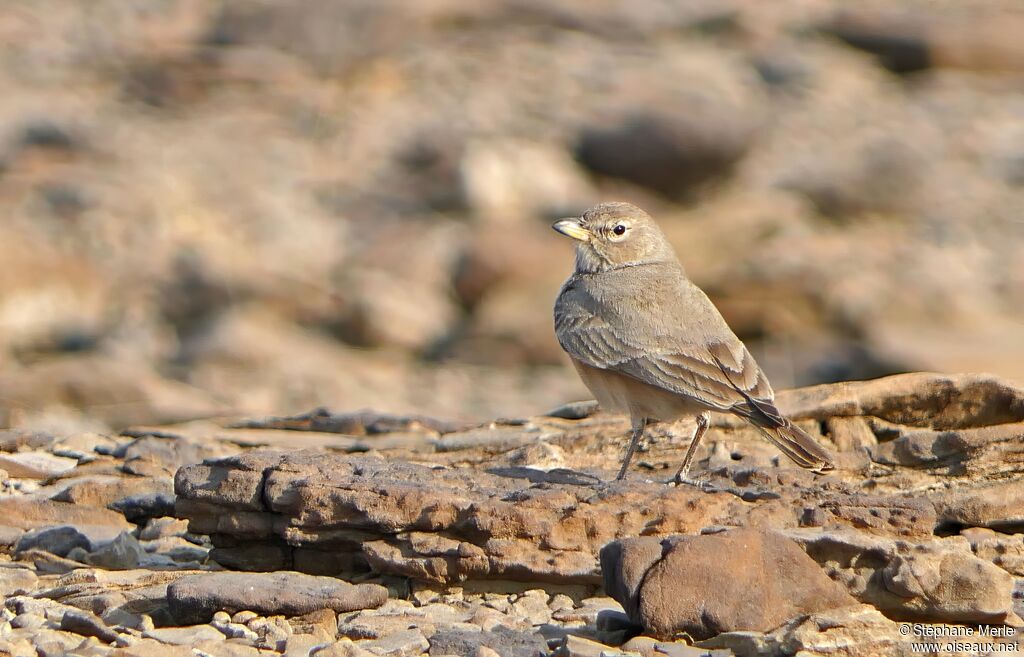 Desert Larkadult