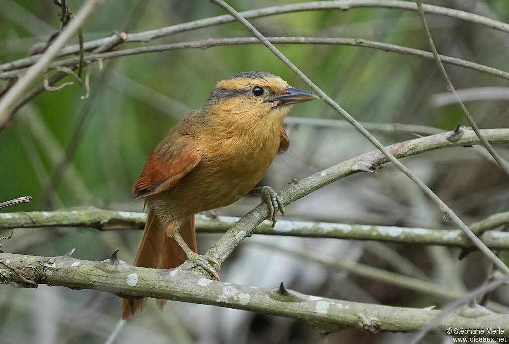 Buff-fronted Foliage-gleaneradult