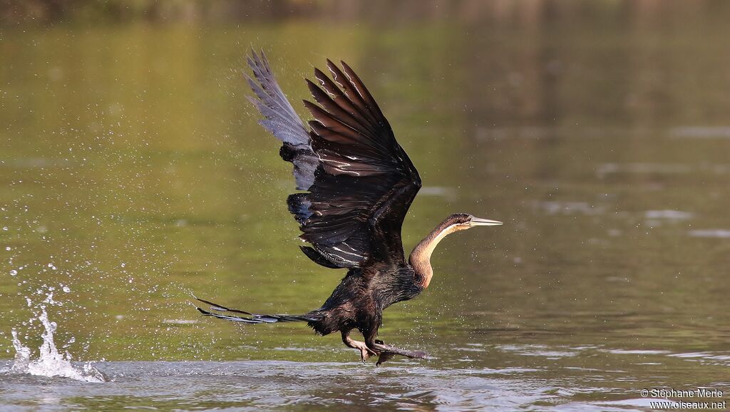 African Darter