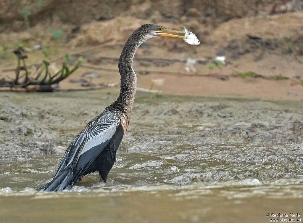 Anhinga d'Amérique femelle adulte
