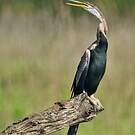 Anhinga roux