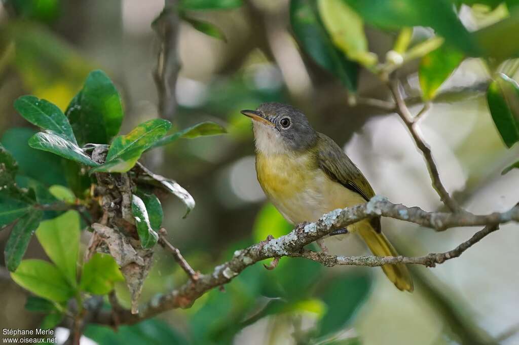 Apalis à gorge jaunejuvénile, identification