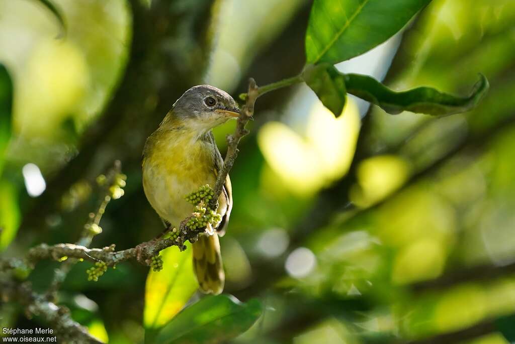 Apalis à gorge jaunejuvénile, identification