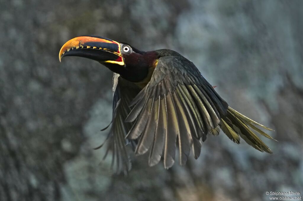 Araçari à oreillons rouxadulte