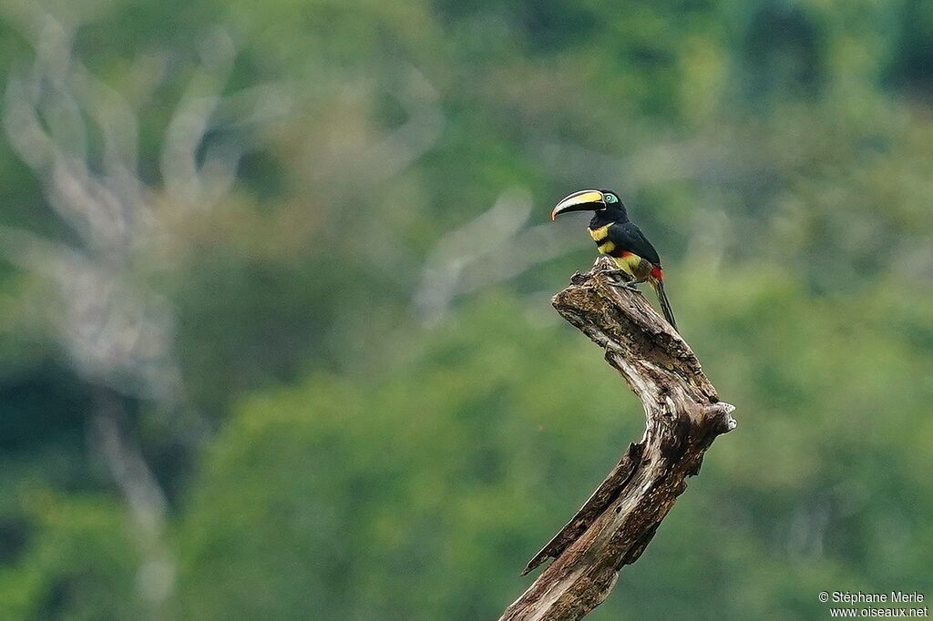 Araçari multibandeadulte