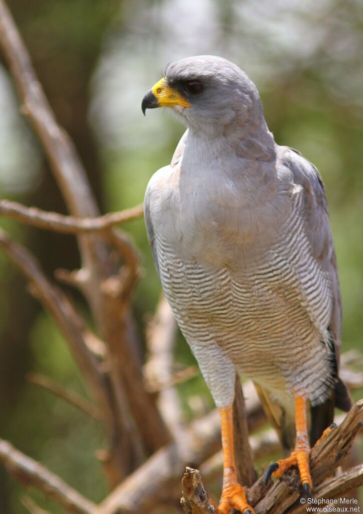 Eastern Chanting Goshawkadult