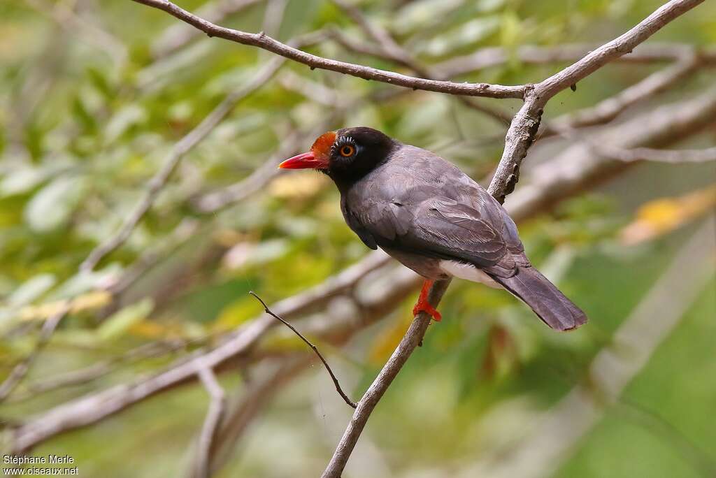 Chestnut-fronted Helmetshrikeadult, identification