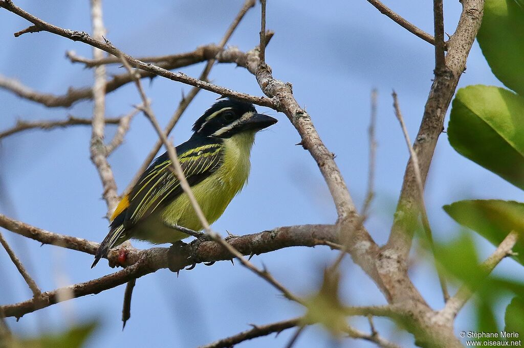 Yellow-rumped Tinkerbirdadult