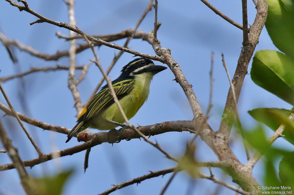 Yellow-rumped Tinkerbird