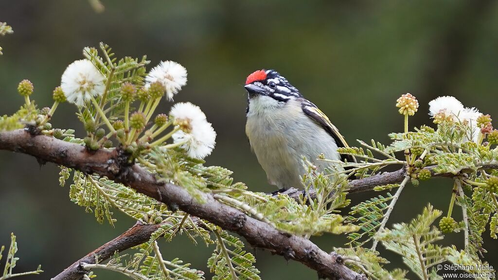 Northern Red-fronted Tinkerbirdadult