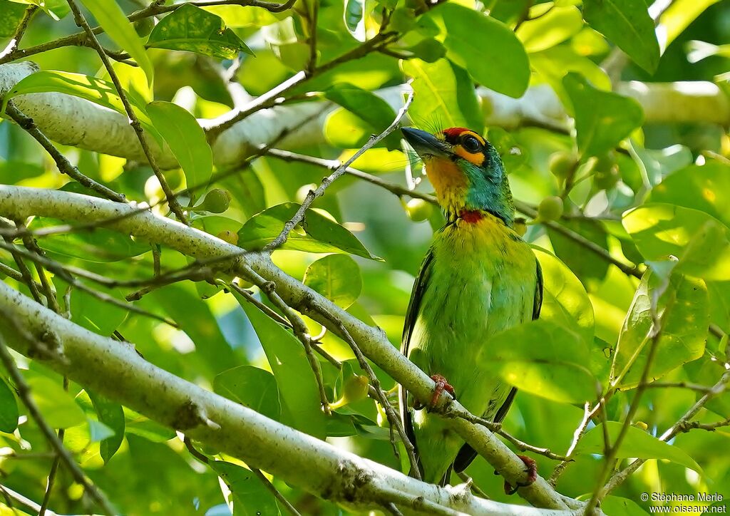 Crimson-fronted Barbetadult