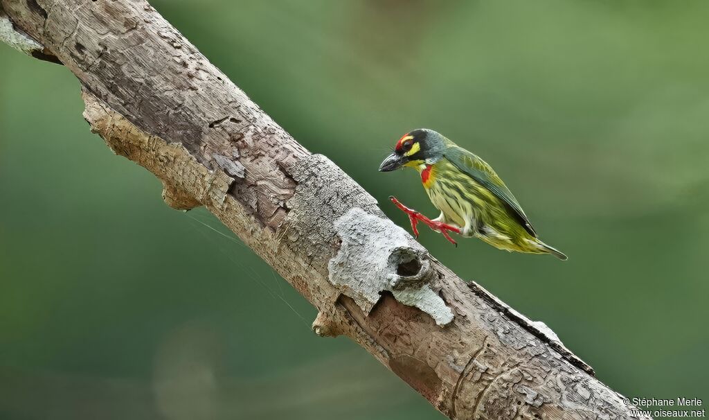 Barbu à plastron rouge mâle adulte
