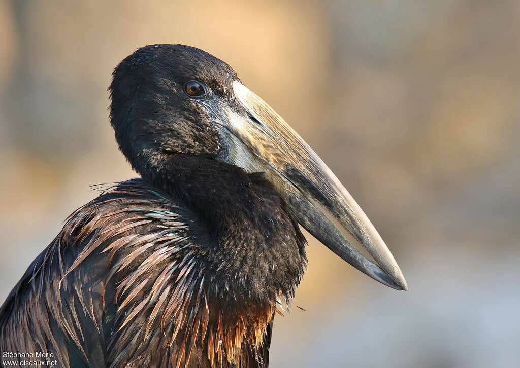 African Openbilladult, close-up portrait
