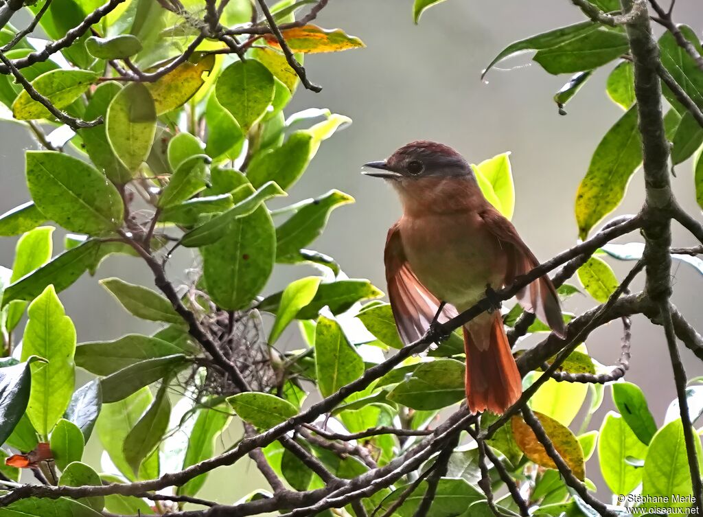 Chestnut-crowned Becardadult