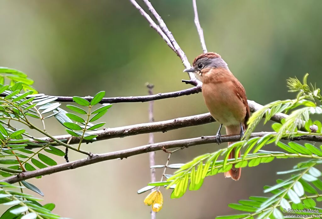Chestnut-crowned Becardadult