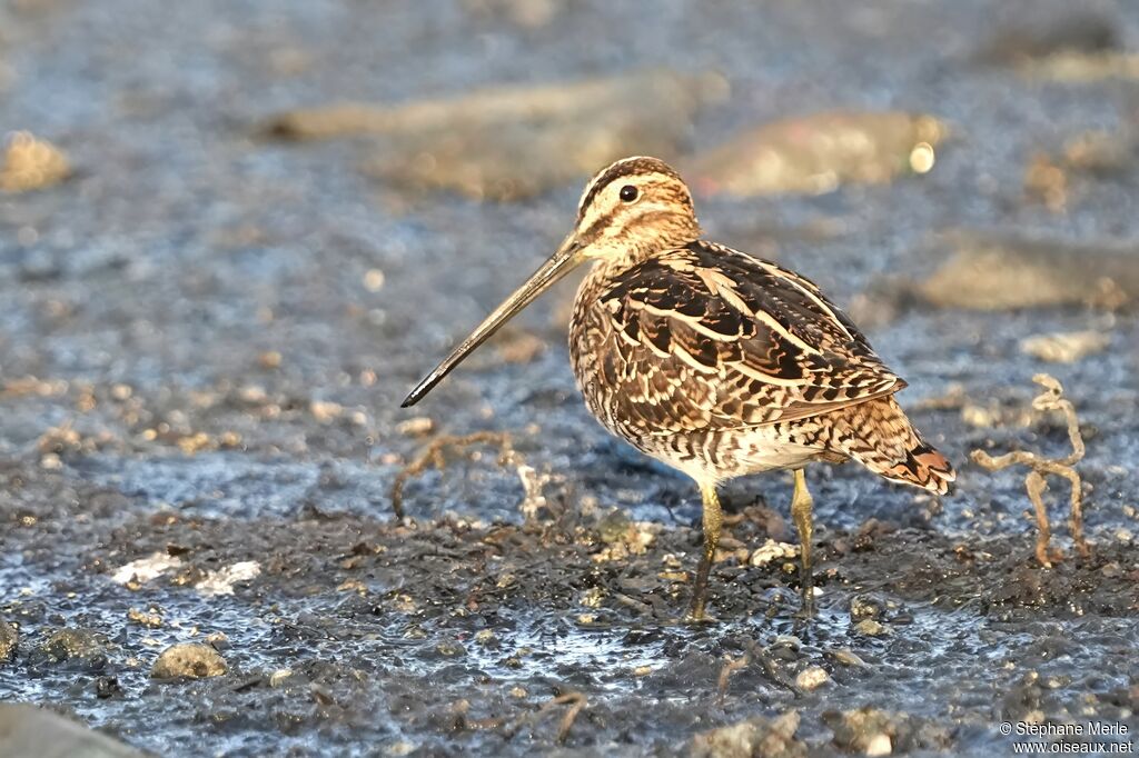 Common Snipeadult