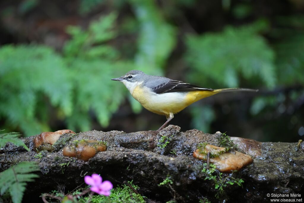 Bergeronnette des ruisseauxadulte