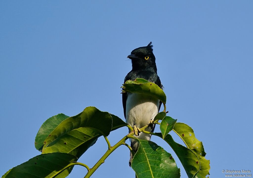 Black-and-white Shrike-flycatcher male adult