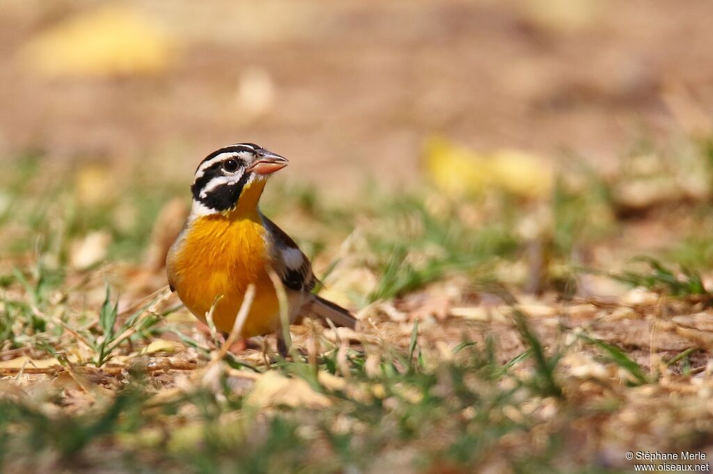 Bruant à poitrine doréeadulte